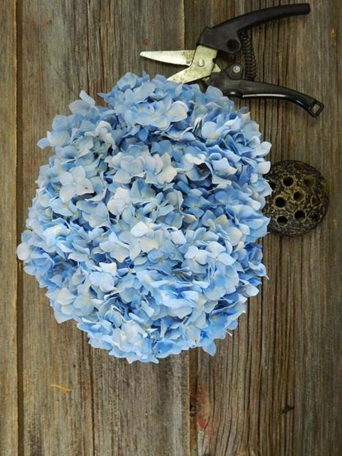 BLUE HYDRANGEAS